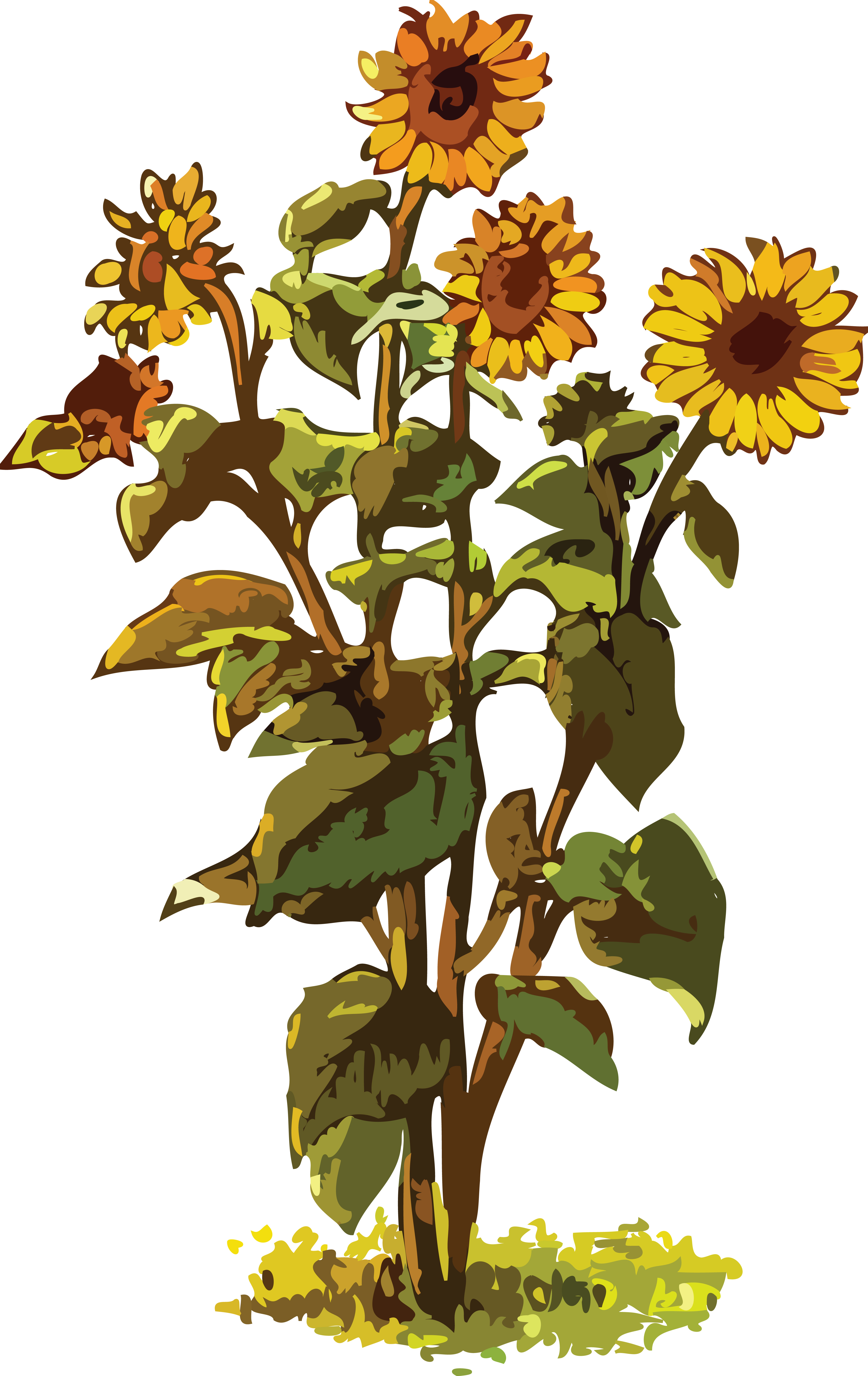 Download Free Clipart Of A sunflower plant