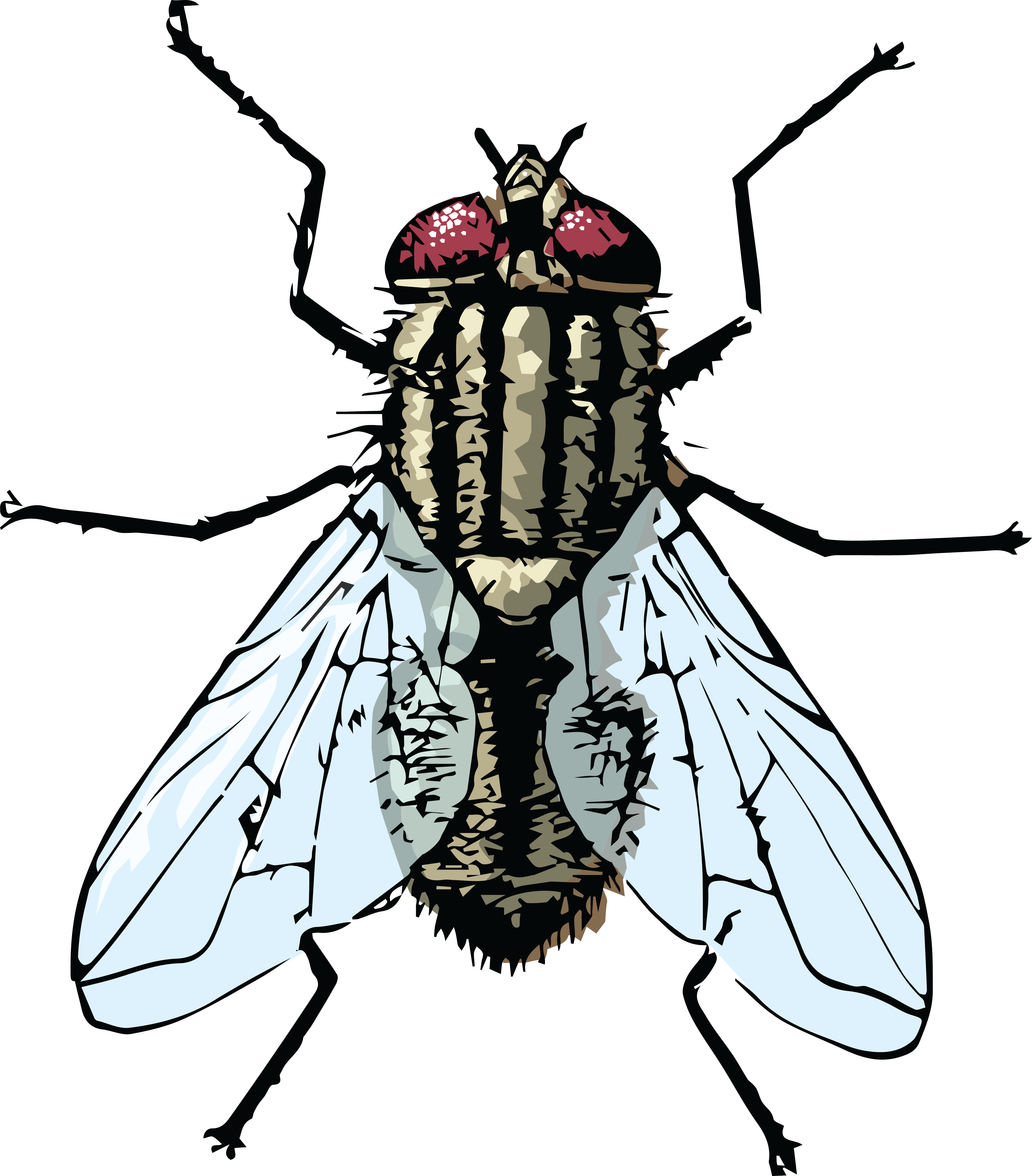 clipart of house fly - photo #27