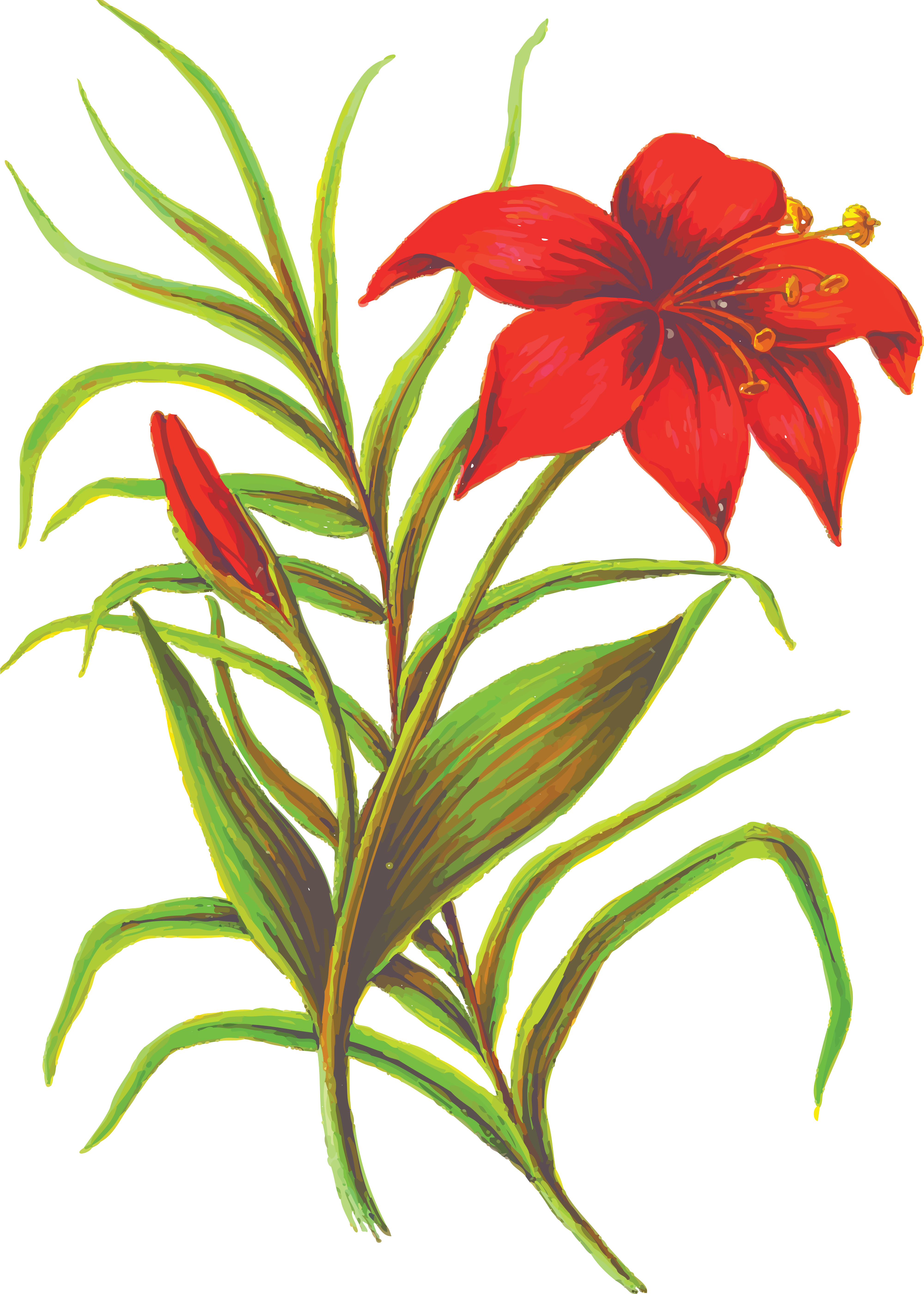 Free Clipart Of A lily plant
