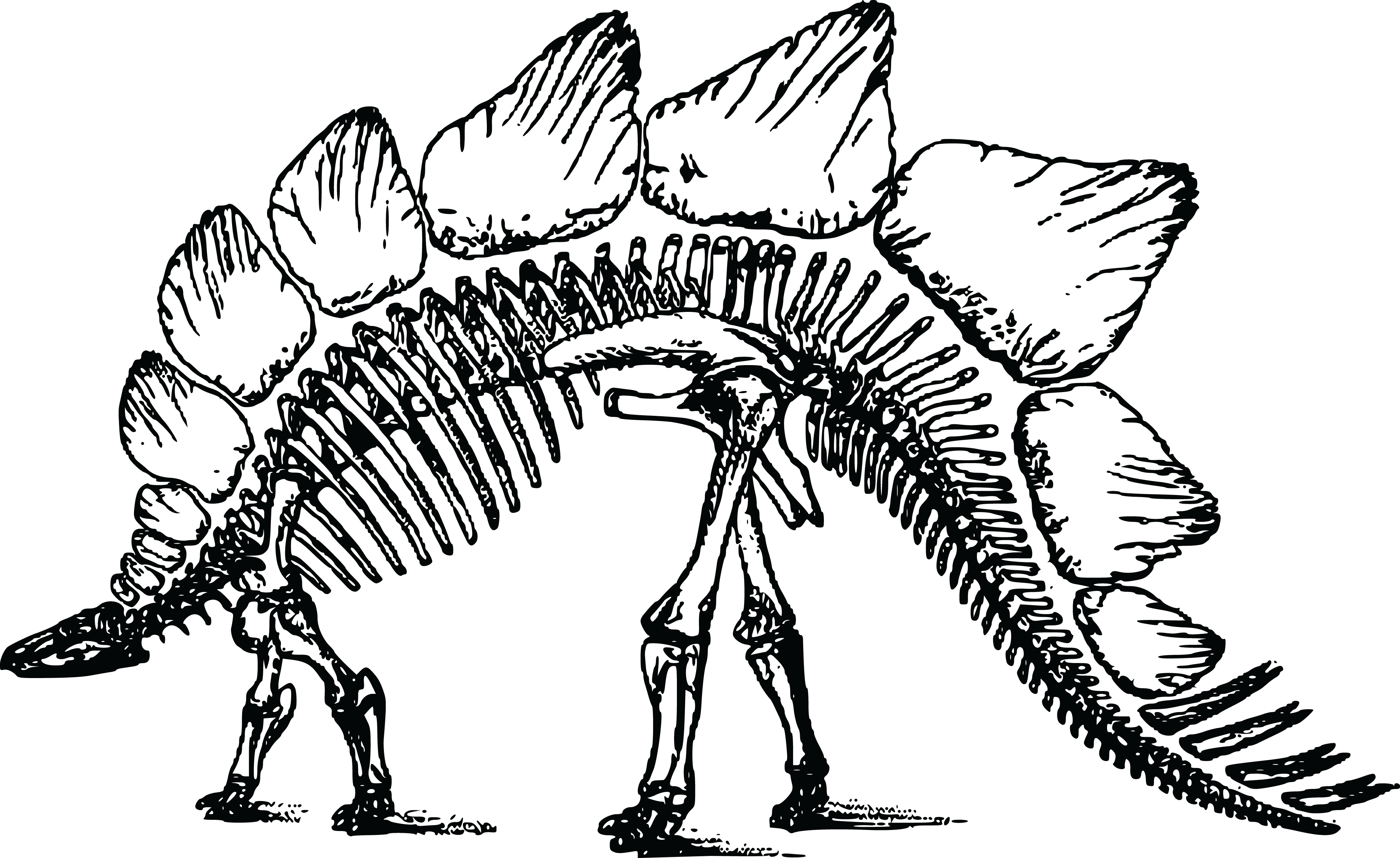 dinosaur fossil clip art - photo #50