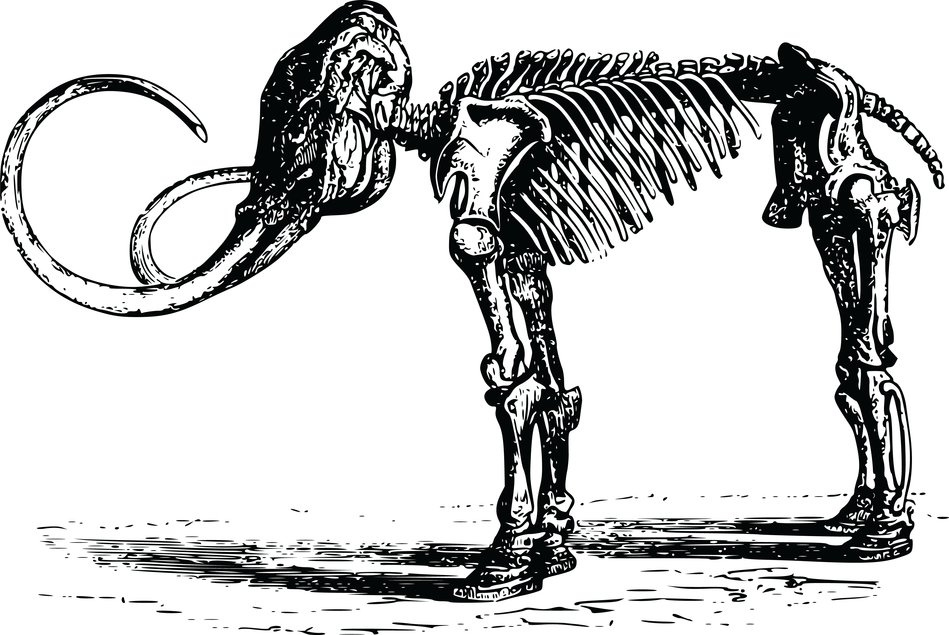 Free Clipart Of A dinosaur skeleton