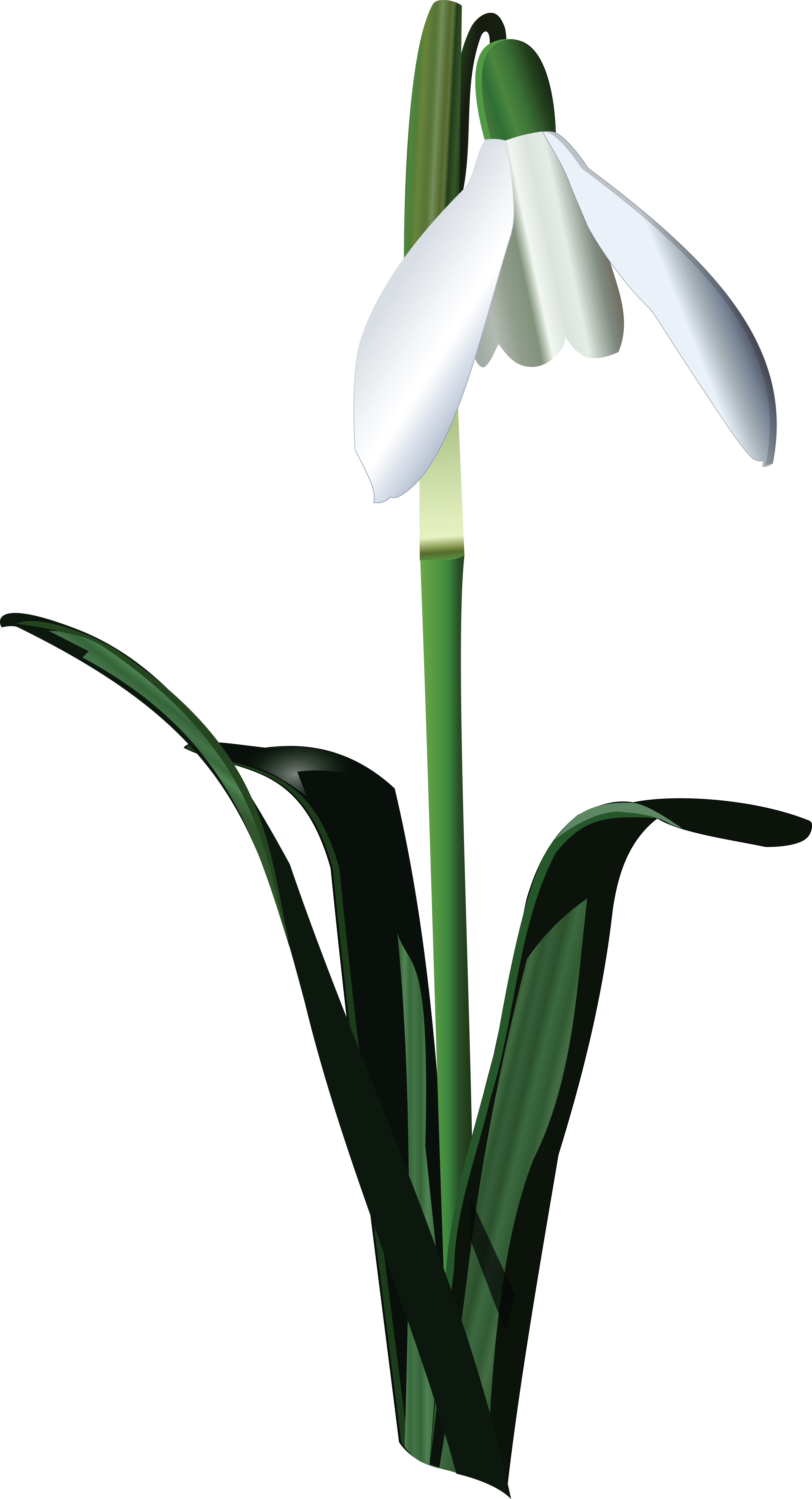 Flowering Snowball Viburnum: Over 46 Royalty-Free Licensable Stock  Illustrations & Drawings | Shutterstock
