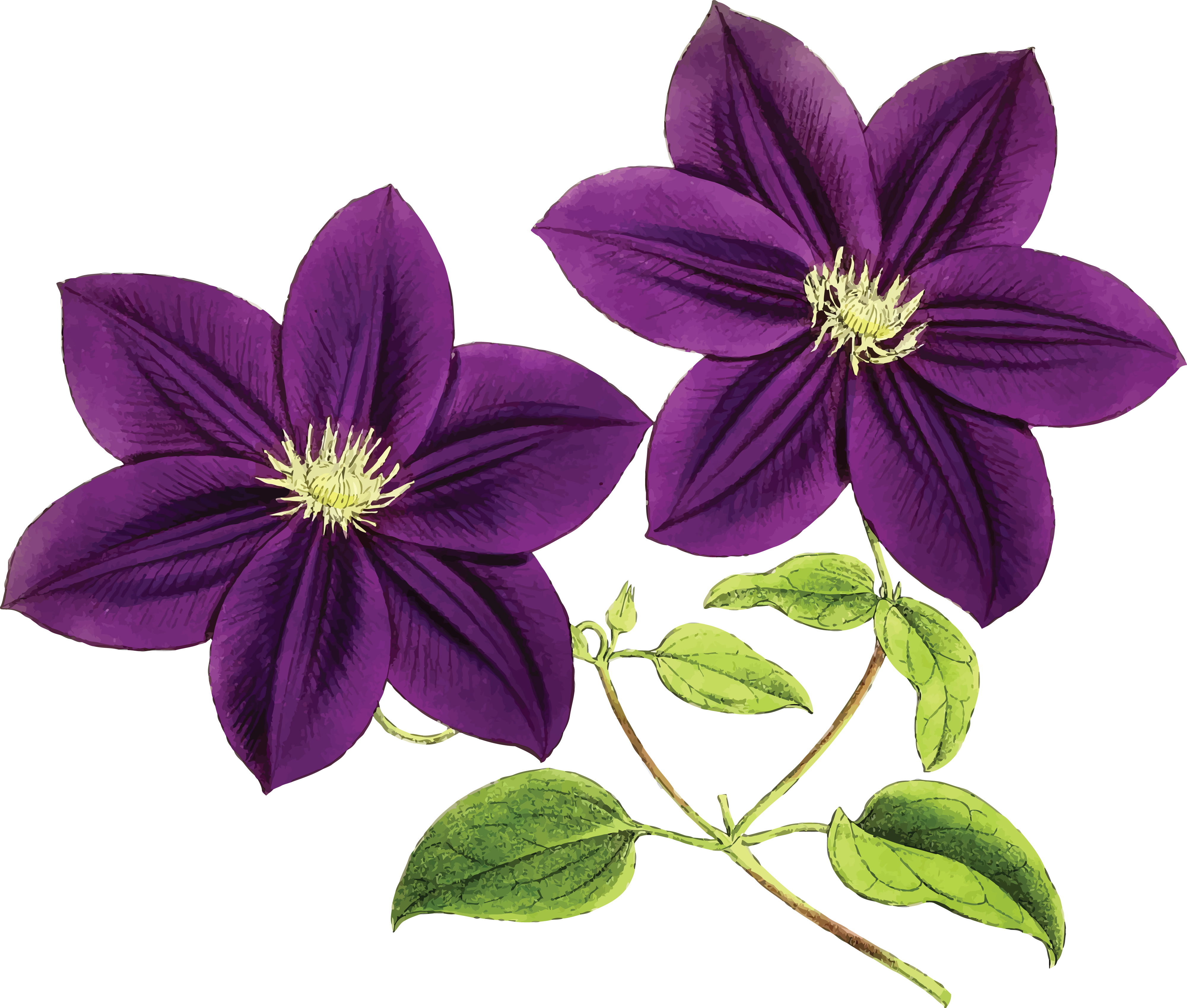Free Clipart Of clematis flowers