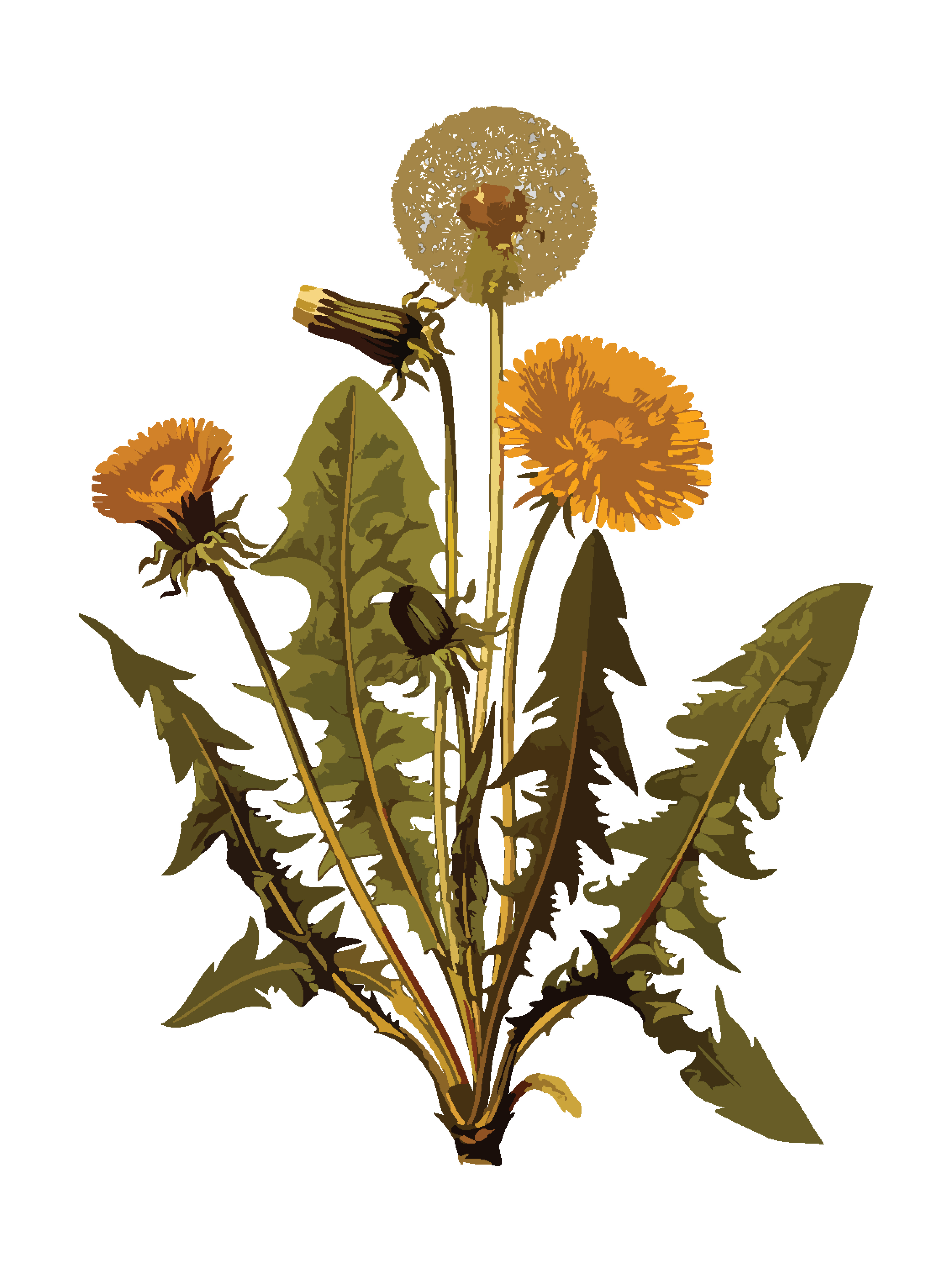 Download Free Clipart Of A dandelion plant
