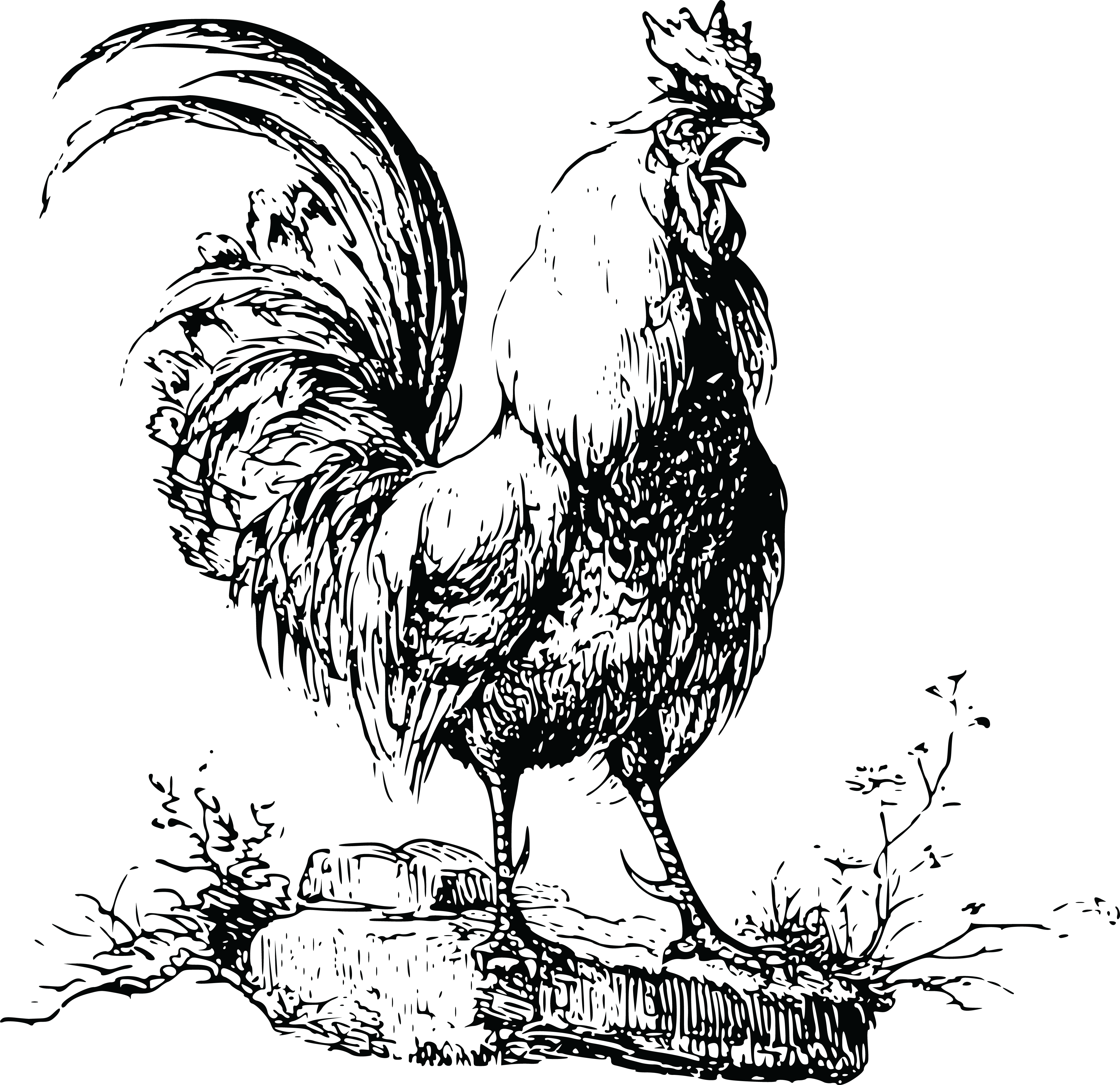 Free Clipart Of A rooster