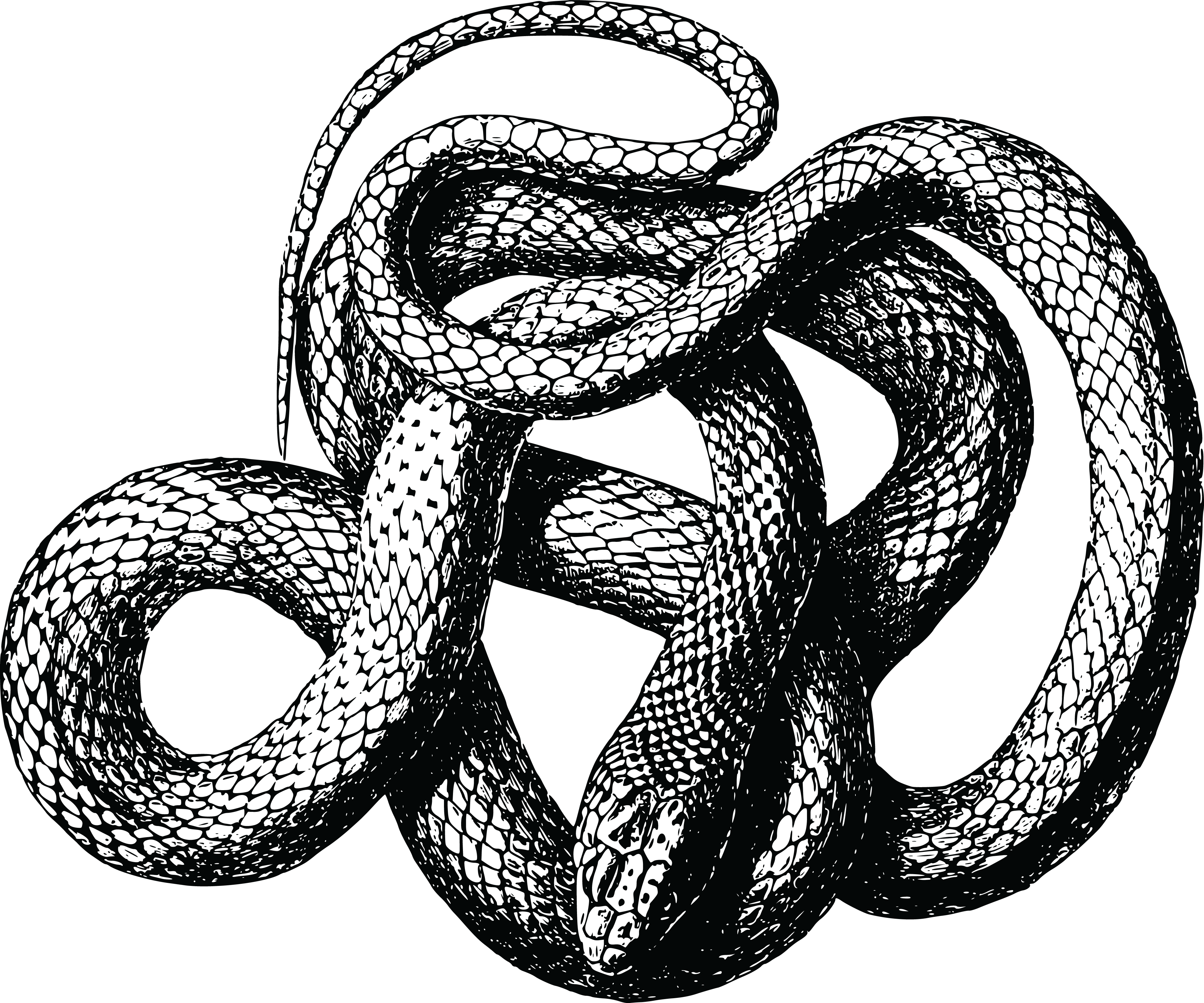 Snake Line Drawing Png Snake Drawing | Images and Photos finder