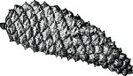 Free Clipart Of A Pinecone