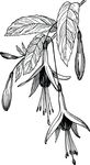 Free Clipart Of Fuschia Flowers