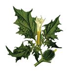 Free Clipart Of A Jimsonweed Plant