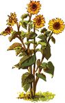 Free Clipart Of A Sunflower Plant