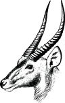 Free Clipart Of A Gazelle