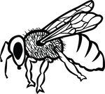Free Clipart Of A Bee
