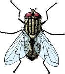 Free Clipart Of A House Fly