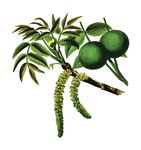 Free Clipart Of A Walnut Branch