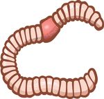 Free Clipart Of An Earthworm