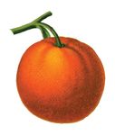 Free Clipart Of A Navel Orange