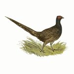 Free Clipart Of A Pheasant
