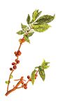 Free Clipart Of A Coffee Bean Plant
