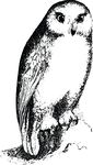 Free Clipart Of A Resting Owl