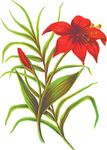 Free Clipart Of A Lily Plant