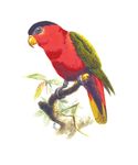 Free Clipart Of A Parrot Bird
