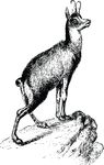 Free Clipart Of A Chamois Antelope