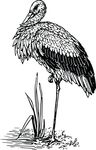 Free Clipart Of A Stork