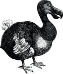 Free Clipart Of A Dodo Bird