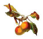 Free Clipart Of An Apple Branch