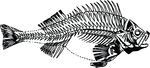 Free Clipart Of A Fish