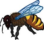 Free Clipart Of A Bee