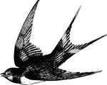 Free Clipart Of A Swallow
