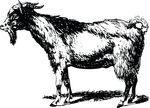 Free Clipart Of A Goat