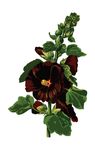 Free Clipart Of A Hollyhock Plant