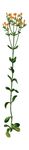 Free Clipart Of A Gentian Plant