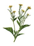 Free Clipart Of A Mustard Plant
