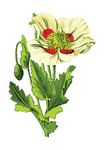 Free Clipart Of A Poppy Flower