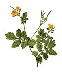 Free Clipart Of A Celandine