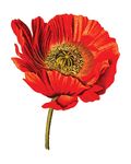 Free Clipart Of A Poppy Flower
