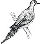 Free Clipart Of A Dove