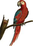 Free Clipart Of A Macaw Parrot Bird
