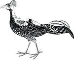 Free Clipart Of A Pheasant Bird