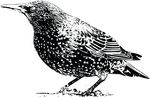 Free Clipart Of A Starling Bird