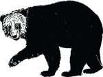 Free Clipart Of A Waking Bear