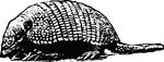 Free Clipart Of An Armadillo