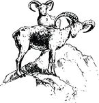 Free Clipart Of A Bighorn Sheep