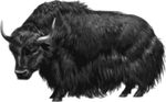 Free Clipart Of A Black Yak