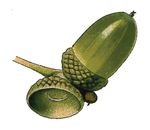 Free Clipart Of An Acorn