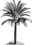Free Clipart Of A Palm Tree