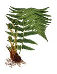 Free Clipart Of A Fern